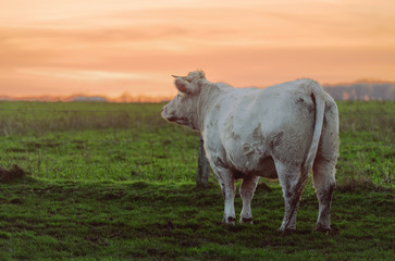 One white cow looking at sunrise