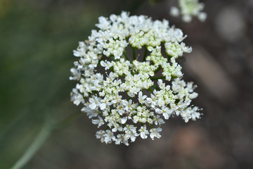 Corky-fruited water-dropwort