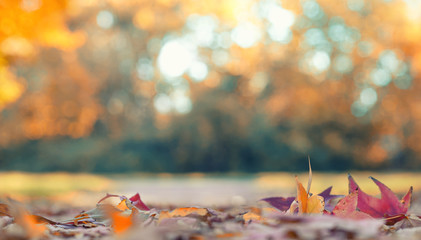 bunter Herbsthintergrund - Allee