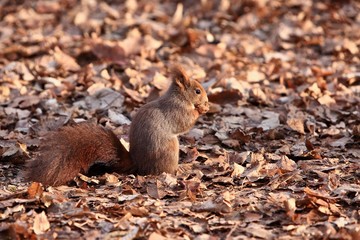 Scoiattolo mangia le noci al parco di Monza, Lombardia, Italia, Europa.