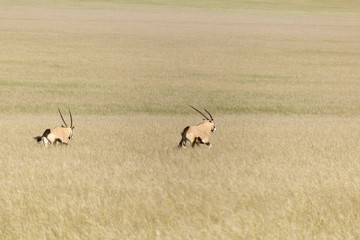 Oryx Antilope