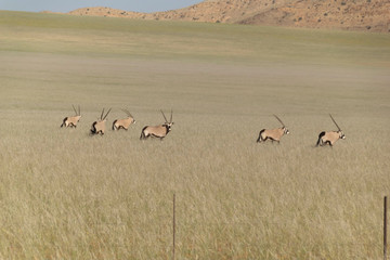 Oryx Antilope