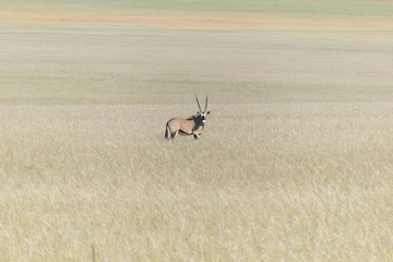 Oryx Antilope