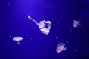 Fototapeta na wymiar Many jellyfish in the water. Underwater world
