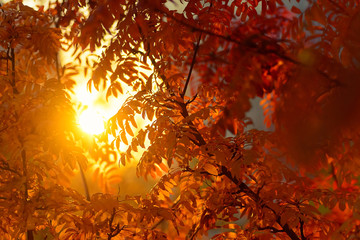Sunlight through rowan branches at sunrise, red autumn