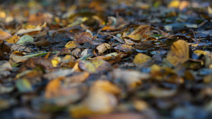 Macro shot of Brown and Yellow Autumn Dead Leaves on the Ground in a Forest