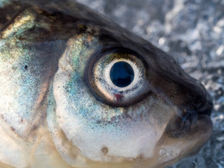 winter fishing, seafood, fish and healthy food, fish eye close up. healthy fresh food, gourmet restaurant