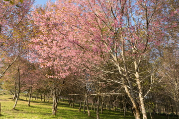 cherry blossom.