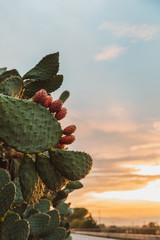 Prickly pear tree in Sicily 