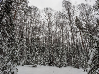 winter forest covered with pure and white snow. natural landscape. trees on a frosty day.