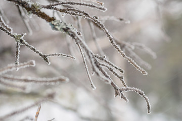 The first frost of a tree in winter covered with snow. tree branches closeup. Macro shot of plant texture. late autumn and early winter