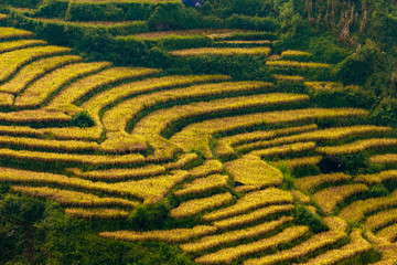 Beautiful scenery in golden rice farm