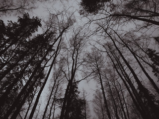 Black and white photo of autumn weather, gray sky and bare branches of trees. depressed mood image processing. late autumn and early winter. sadness longing