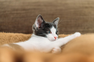 Cute Baby Cat Portrait At Home