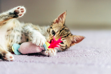 Cute Baby Cat Playing At Home