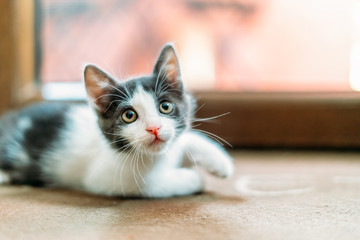 Cute Baby Cat Portrait At Home
