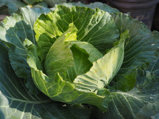 cabbage