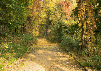 Fototapeta na wymiar trail in the autumn colorful park with yellow and green trees