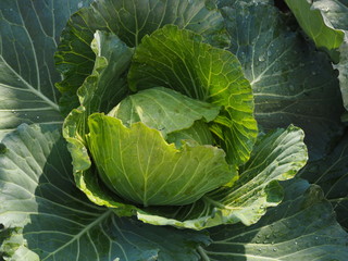 cabbage