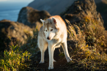 Portrait of free dog breed siberian husky standing on the hill on the sea and mountans background in autumn