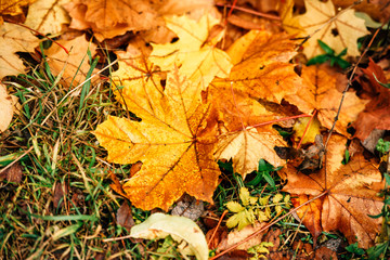 Background fallen maple autumn leaves on the grass