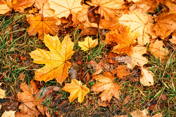 Background fallen maple autumn leaves on the grass