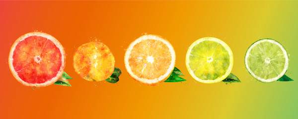 Watercolor orange, lemon, citrus, mandarin, grapefruit and lime