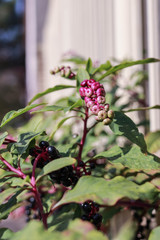 Lakonos American - berry perennial