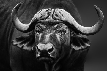 Buffalo stier close-up portret. Zwart en wit. Syncerus caffer beeldende kunst