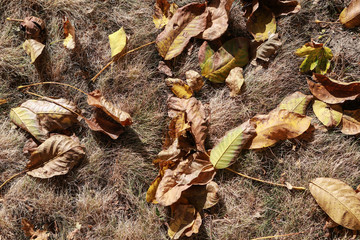 Yellow large leaves of walnut on the grass