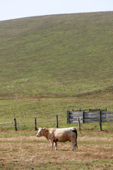 Herd of cows grazing on the hilltop
