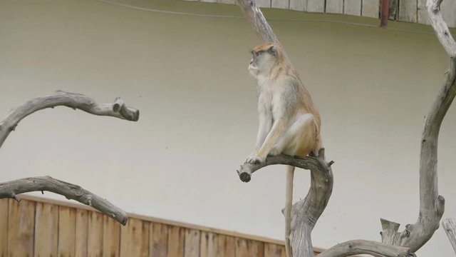 Funny monkey sitting on a dry branch in the zoo.