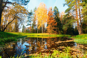 Fototapeta na wymiar Autumn landscape. Yellow birch on the pond.