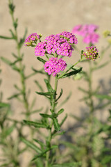 Fototapeta premium Summer Pastels yarrow