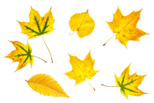Golden yellow leaves collage isolated on white background, autumn foliage