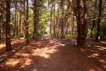 Fototapeta premium 2018 Wald am Strand Sylt