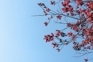 branch of a tree
