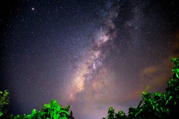 milky way on the dark sky in forest 
