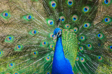 Obraz premium Colorful peacock with tail fully opened