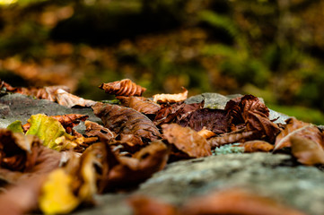 Leaves on stone