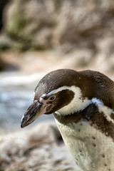 portrait of a penguin