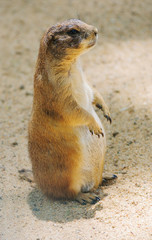 Prairie dog sitting on the sand