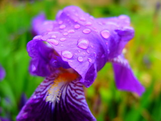 fiore