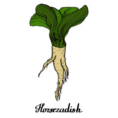 Horseradish vector coloured calligraphy  poster