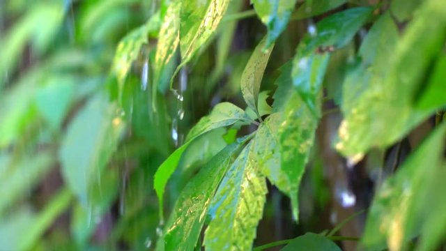 Tropical rain. Drops of water flow down on tropical plants. Slow-motion shot.