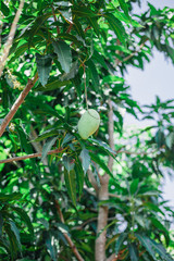 mango tree