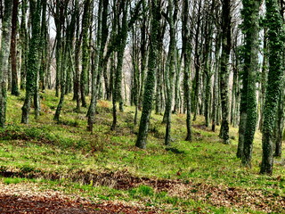 Fototapeta premium bosco