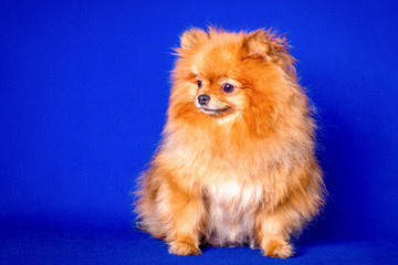 A very nice red Pomeranian doggy in the blue background in a studio.