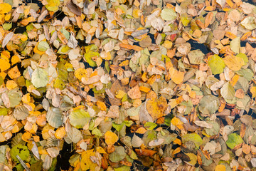 autumn leaves background