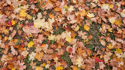 Abstract background of Red and Orange Autumn Leaves in South Park, Sofia, Bulgaria
